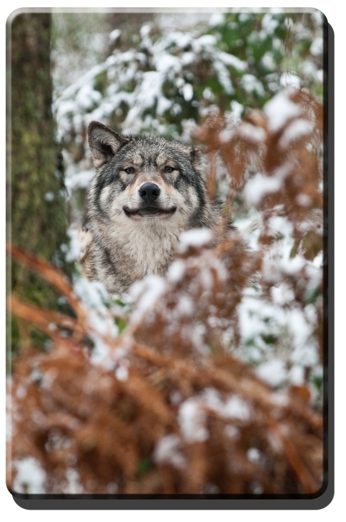 Europäische Wolf Eberhard im Schnee